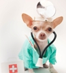 Maddie's Fund Founder Saving People's Lives, Too